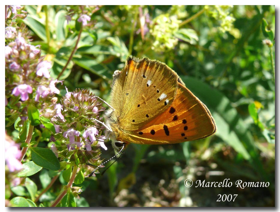 A spasso sulle Alpi Marittime: 3. Lycaena virgaureae